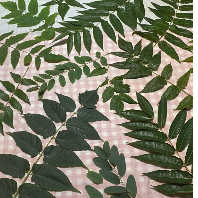 Botanical Printing on Silk Workshop